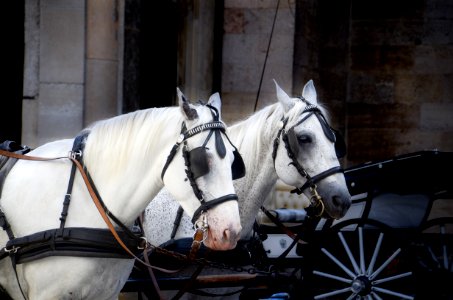 Photo Of Two White Horse With Carriage photo