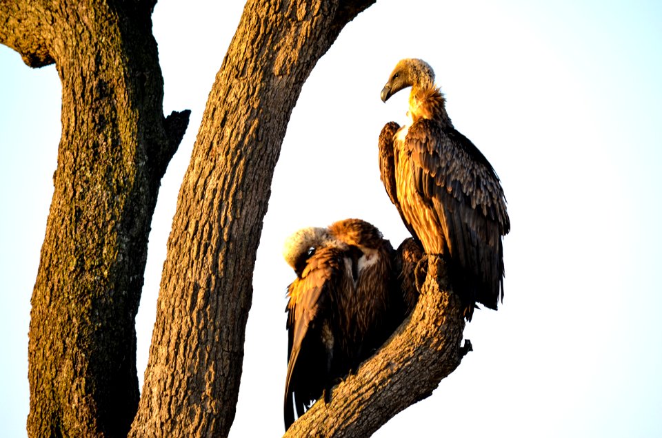 Two Brown Vultures Perched On Tree