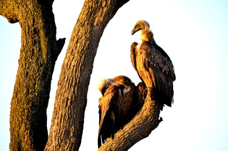 Two Brown Vultures Perched On Tree photo