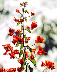 Orange Bougainvillea Flowers In Selective Focus Photography photo