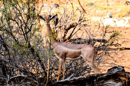 Brown Gazelle photo
