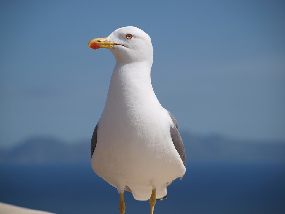 Animal water bird close up
