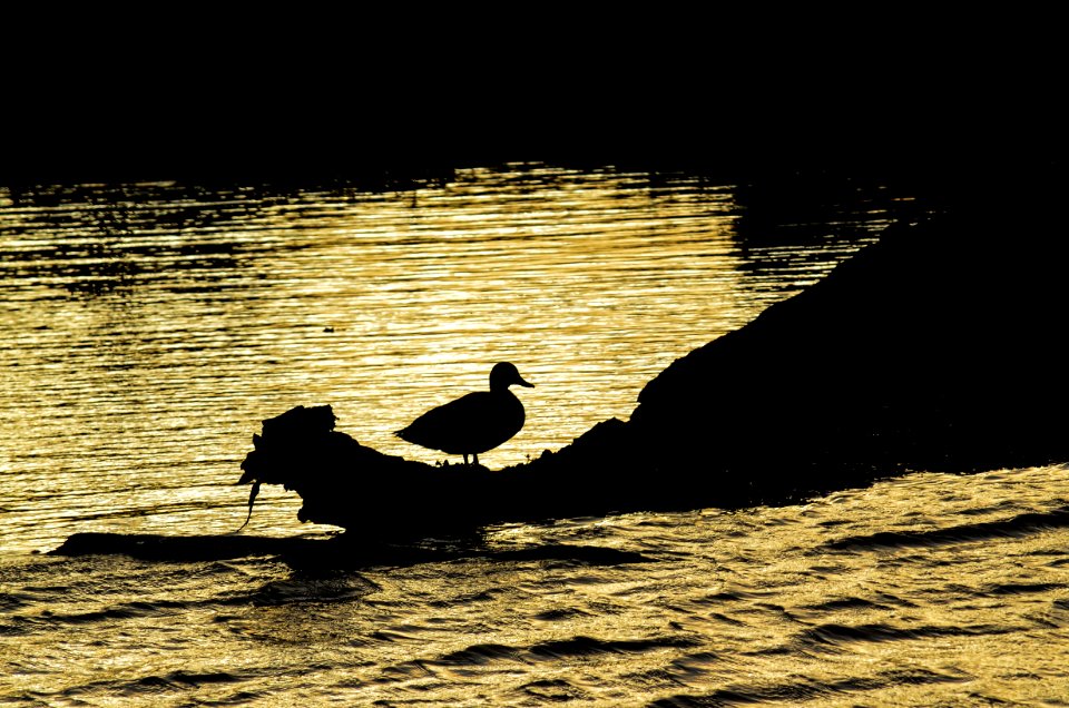 Duck On Trunk Near Ocean