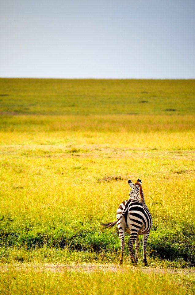 Black And White Zebra On Green Grass photo