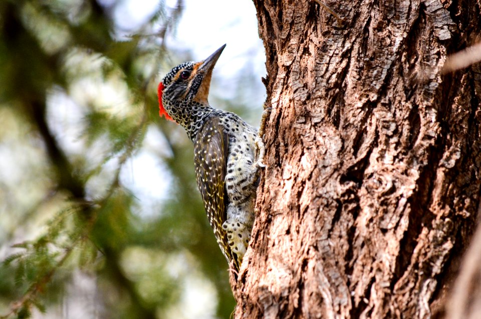 Brown And Grey Spotted Woodpecker