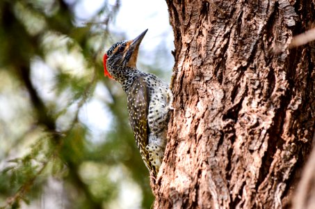 Brown And Grey Spotted Woodpecker