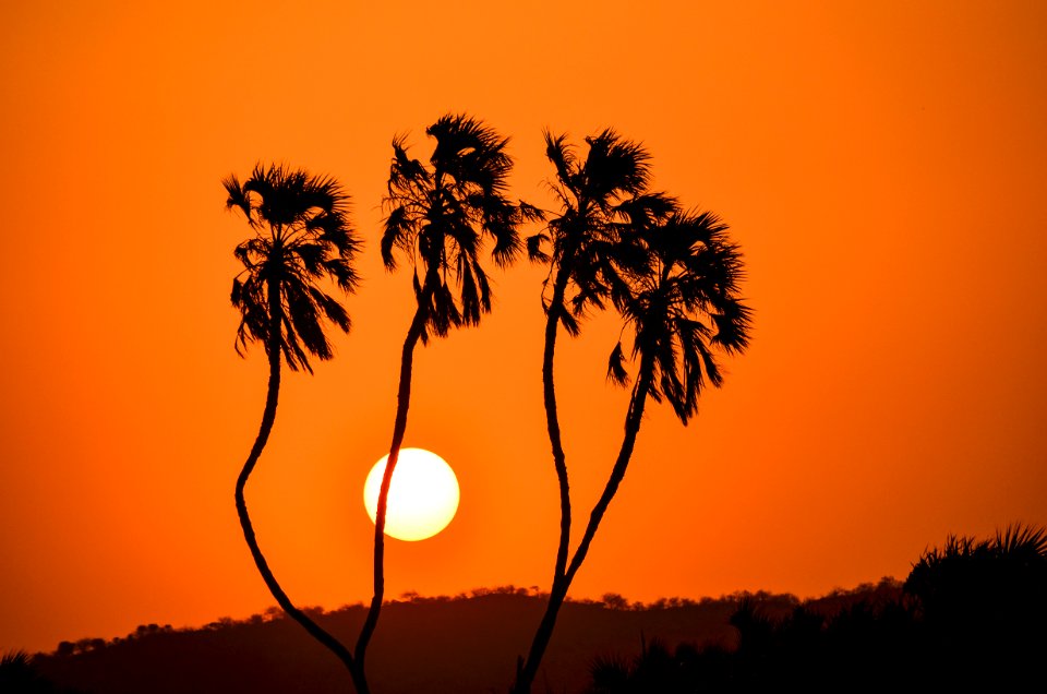 Silhouette Of Trees During Golden Hour photo