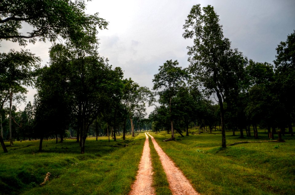 Green Grass Field And Trees