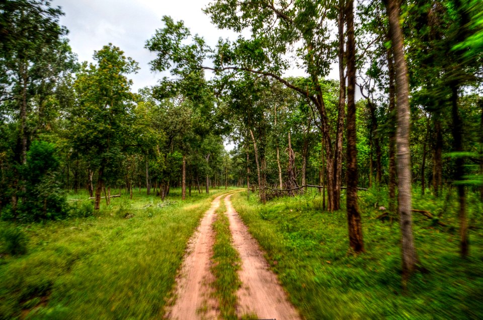 Pathway Near Tree
