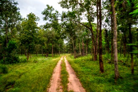 Pathway Near Tree photo