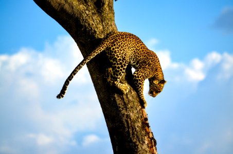 Leopard On Tree Trunk photo