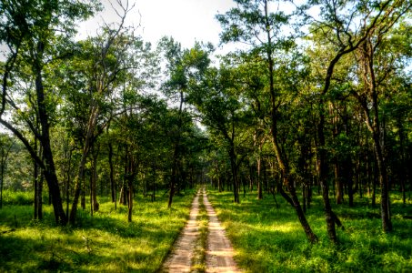 Pathway In The Middle Of Trees photo