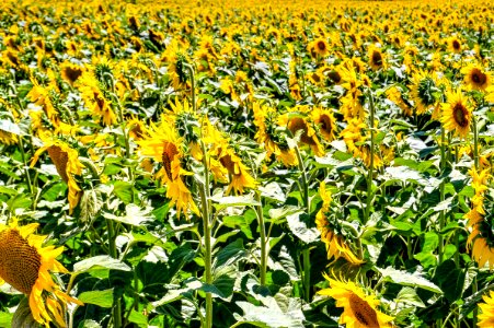 Sunflower Fields Under Sunlight photo