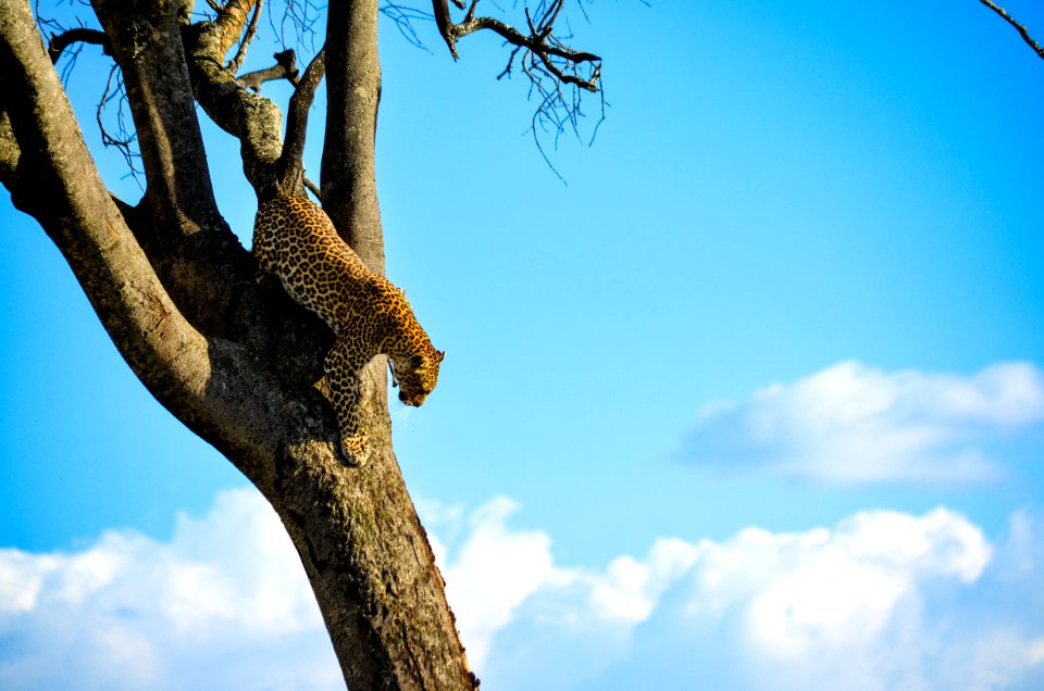 Cheetah On Brown Tree