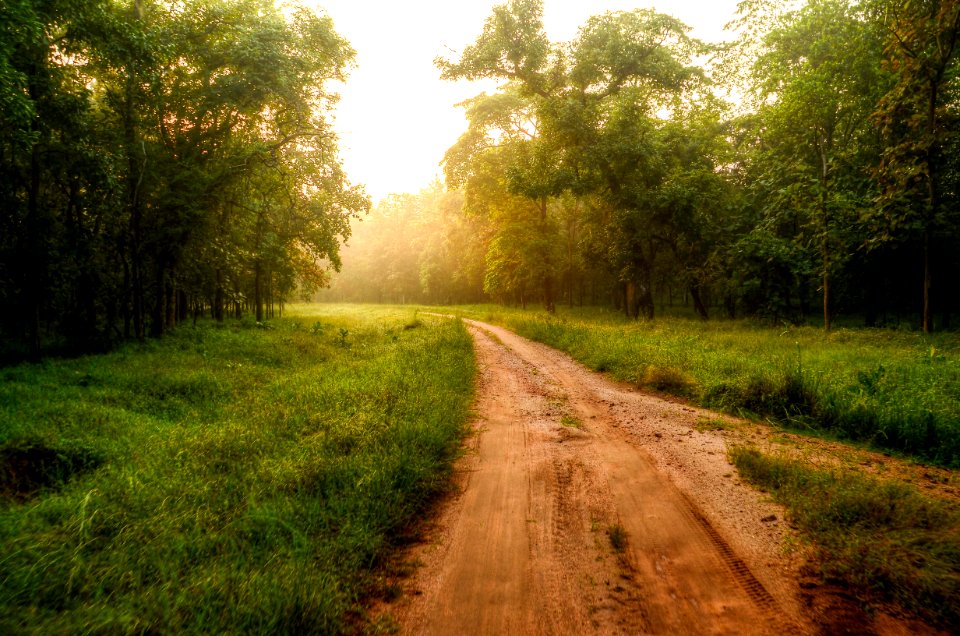 Road Surrounded With Trees