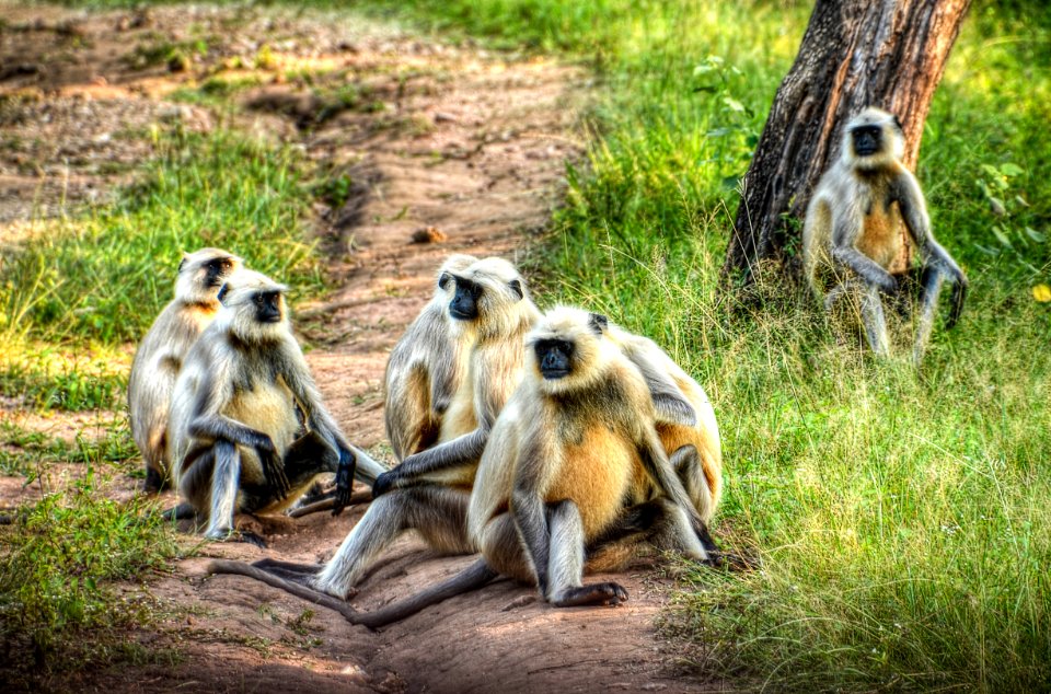 Group Of Primates On Ground