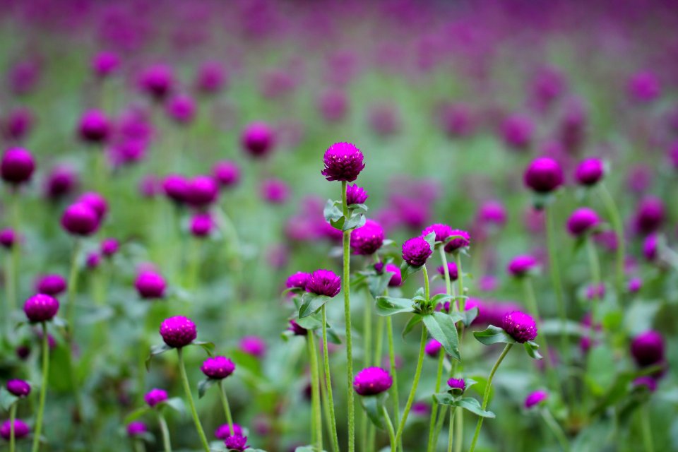 Photo Of Purple And Green Flowers