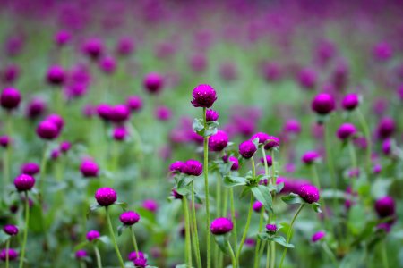 Photo Of Purple And Green Flowers