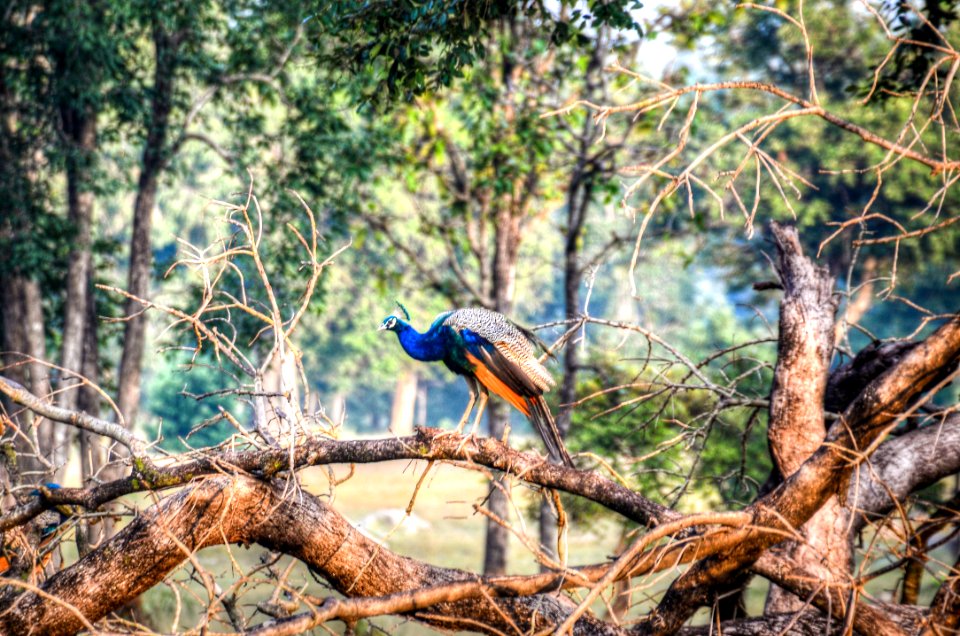 Peacock Perching On Tree photo