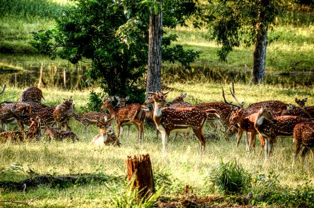 Group Of Deer On Green Field At Daytime photo