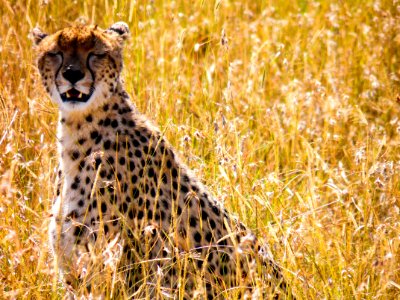Photograph Of Cheetah