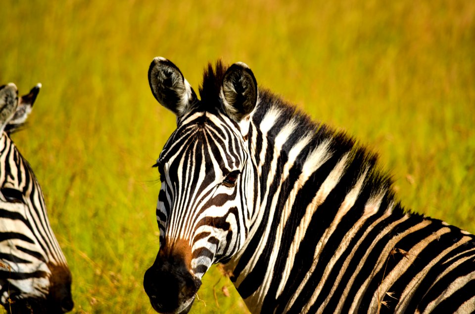 Focused Photo Of Zebra