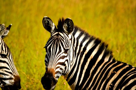 Focused Photo Of Zebra photo