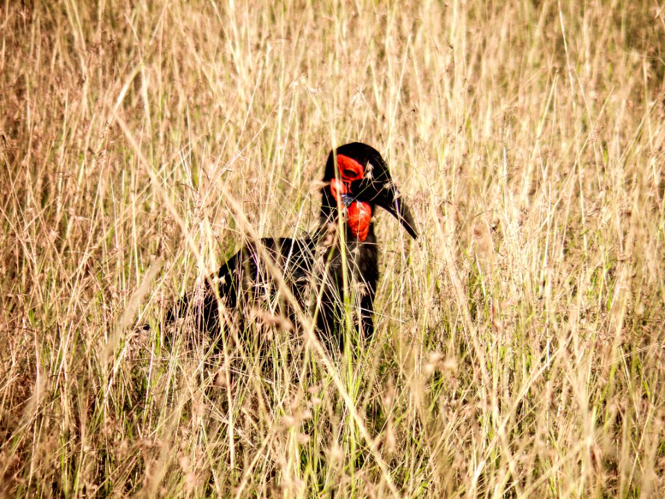 Red And Black Bird In The Middle Of Grass
