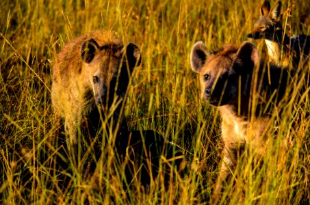 Three Hyena Animals On Grass Field