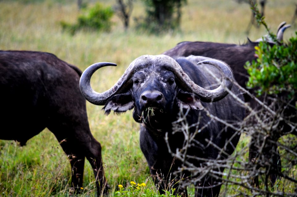 Three Black Water Buffalos