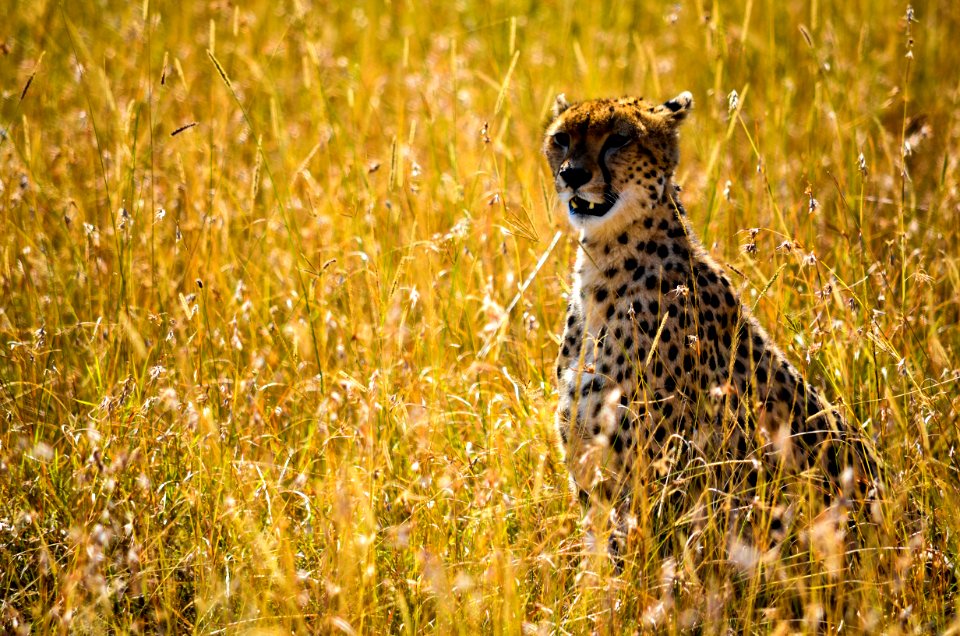 Photo Beige And Black Cheetah