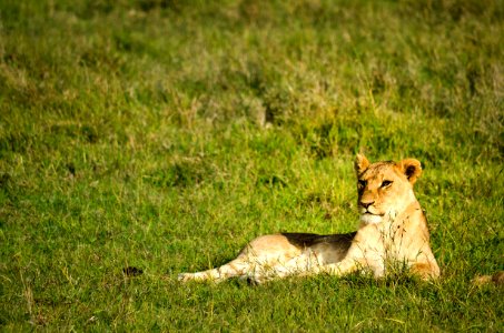 Lion Laying Of Green Grass Field