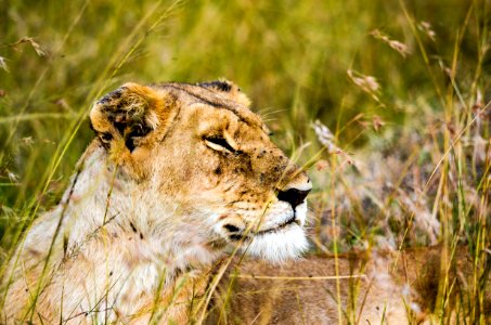 Photo Of Lioness