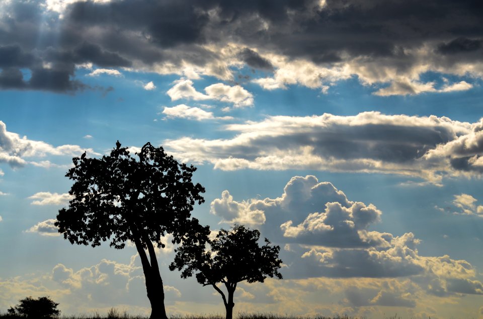 Silhouette Of Trees Under Cloudy Skies