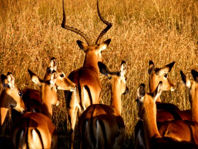 Antelopes On Brown Grass Field