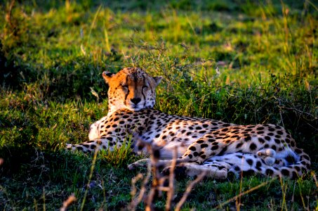 Leopard Lying On The Grass photo