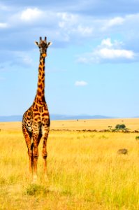 Giraffe Standing On Grass photo