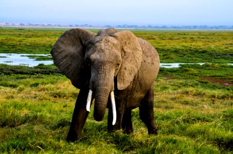 Gray Elephant On Green Grass photo