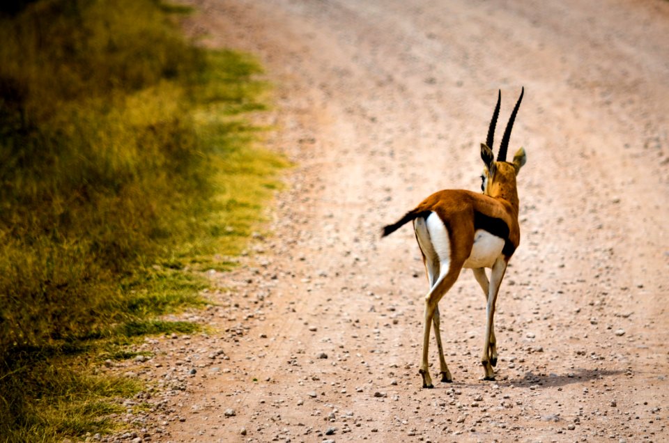 Brown Deer On Pathway