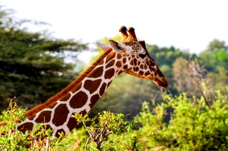 Giraffes Head Rising Above Green Leaved Tree photo