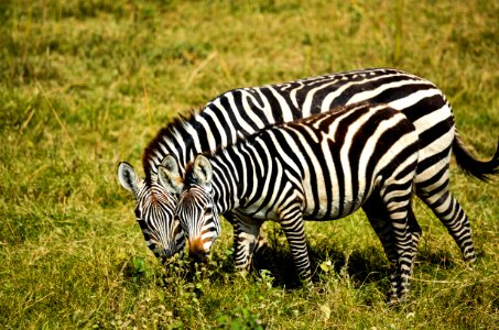 Two Zebra On Green Grass At Daytime