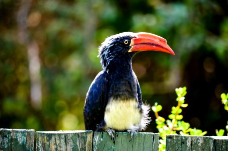 Black And Red Long Beak Bird On Fence Near Trees photo