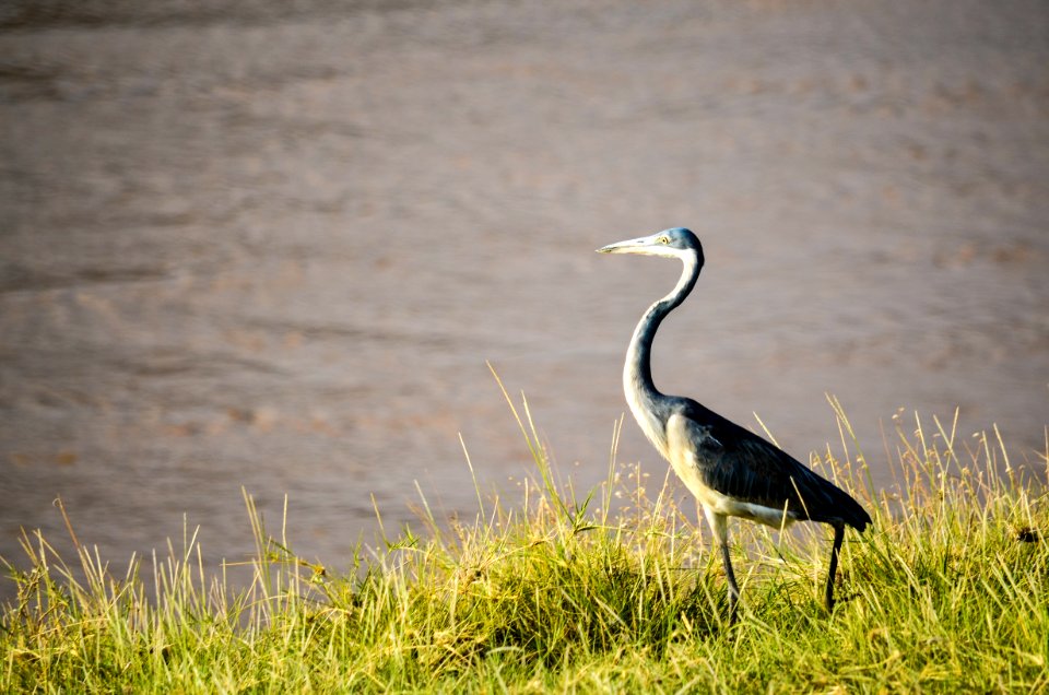 Black And White Bird Standing On Green Grass Beside Body Of Water At Daytime