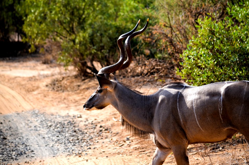 Brown Gazelle photo