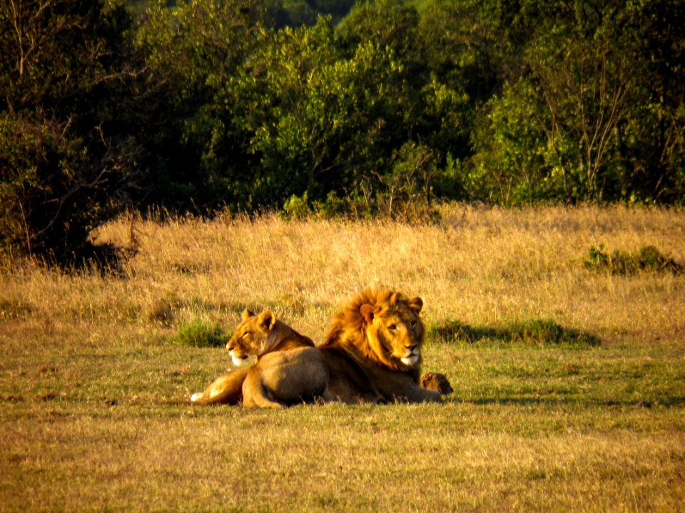 Male And Female Lions On Grass Field