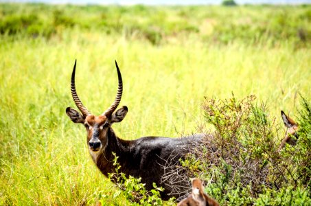 Selective Focus Photography Of Black Deer photo