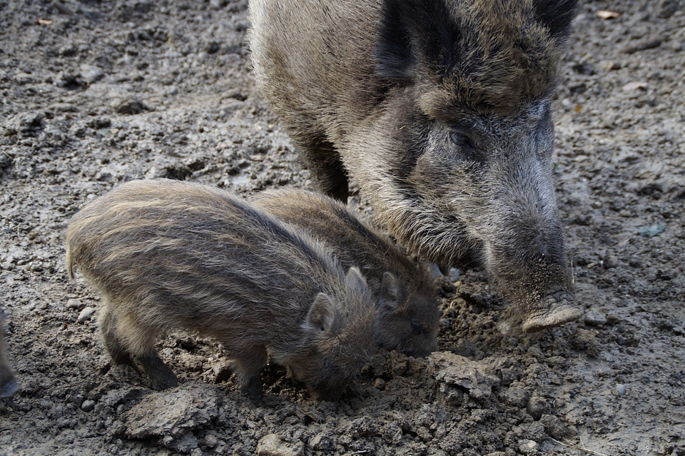 Mother with children little pig quagmire