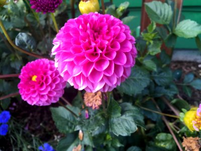 Pink Dahlia Flower photo