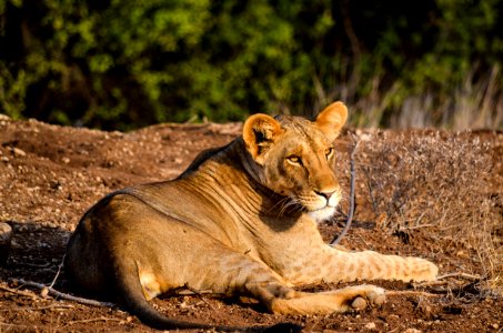 Lioness On Ground