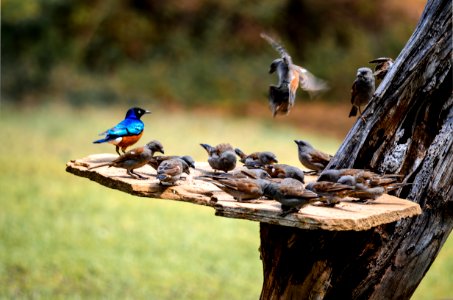 Flock Of Birds photo